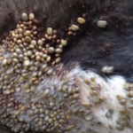 Best Video for Botfly Removal from Cats you need to watch