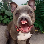 The Pit Bull dog with Cleft Lips and Incredible Intelligence