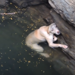 Local Team Saves Drowning Dog from Old Well on Mountain