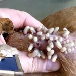 Mangoworms Removed from Little Dog – Episode 01